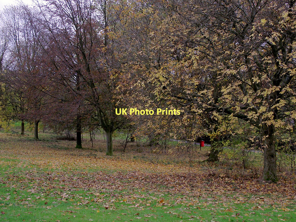 Photo 6"x4" Trees in Muchall Park, Penn, Wolverhampton Sedgley c2011