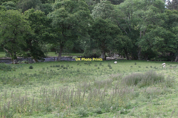 Photo 6"x4" Afon Llugwy Sheep in the Valley Betws-y-Coed c2011