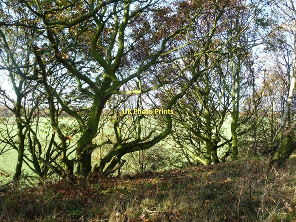 Photo 6"x4" Wooded western side of former railway embankment Newstead\/SE3914 c2011