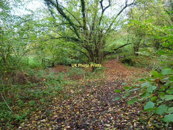 Photo 6"x4" Footpath at stream east of Treyford Treyford c2011