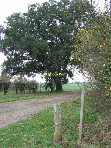 Photo 6"x4" Footpath And Tree Icklingham c2011