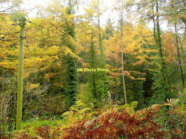 Photo 6"x4" Larch provides the colour Ganders Green c2011