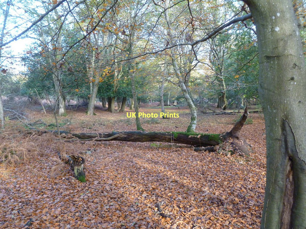 Photo 6"x4" Lyndhurst, woodland Clayhill\/SU3007 c2011