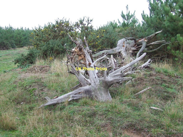 Photo 6"x4" Tree Roots Icklingham c2011