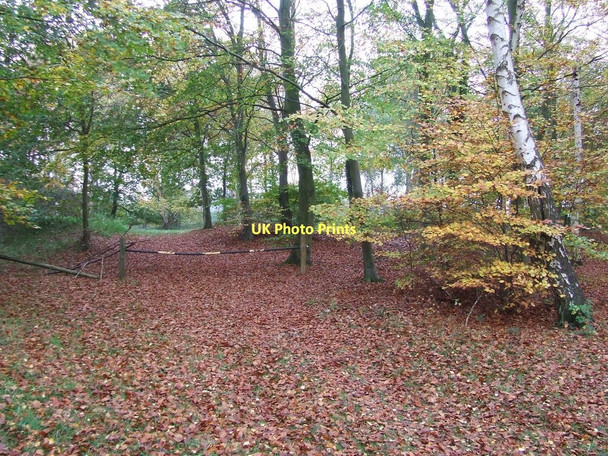 Photo 6"x4" Fallen leaves Icklingham c2011