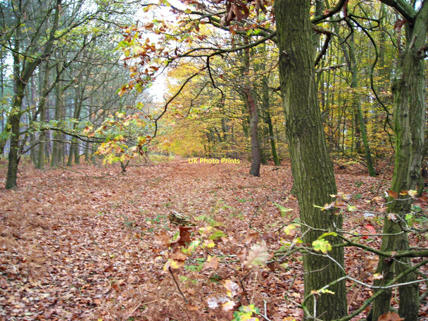 Photo 6"x4" Forest track near Rainworth Rainworth c2011
