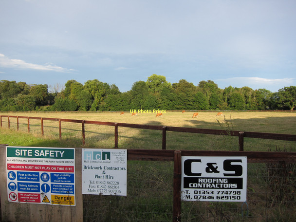 Photo 6"x4" Grazing cows by the new farm Chippenham\/TL6669 c2011
