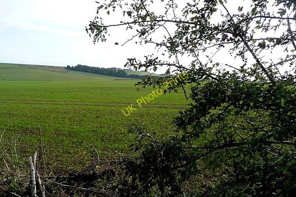 Photo 6"x4" Near Knighton Bushes Plantation Upper Lambourn c2009