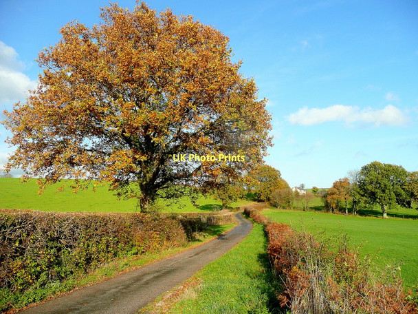 Photo 6"x4" Oak in November clothes Caggle Street c2011
