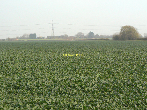 Photo 6"x4" Rape field near Hickling Hickling\/SK6929 c2011