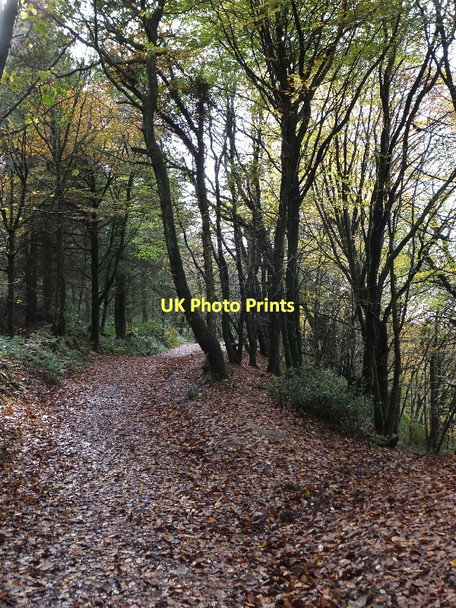 Photo 6"x4" Track through woodland plantations above Saint Hill Saint Hill c2011