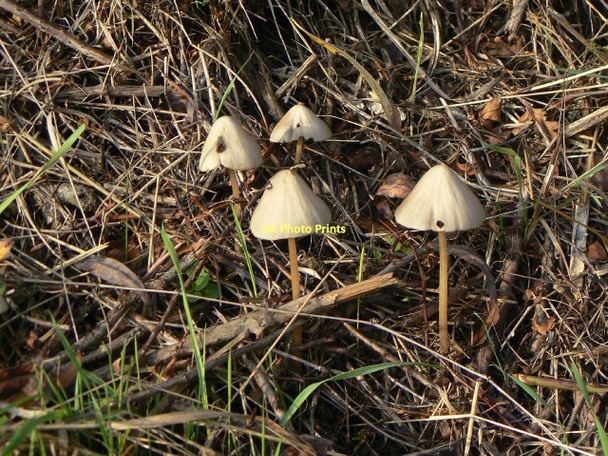 Photo 6"x4" Fungus on the towpath Hickling\/SK6929 c2011