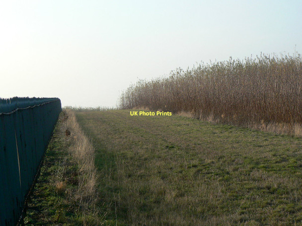 Photo 6"x4" Biofuel crop Owthorpe c2011
