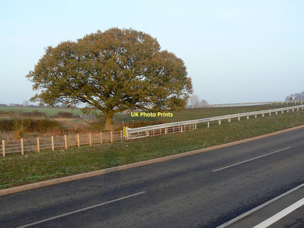 Photo 6"x4" Oak tree alongside Owthorpe Road Owthorpe c2011