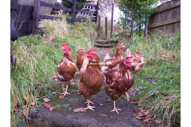 Photo 6"x4" Stalking chickens near Water Works Farm Standish\/SD5610 c2011