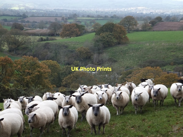 Photo 6"x4" Sheep and Halsbeer Farm Blackborough\/ST0909 c2011
