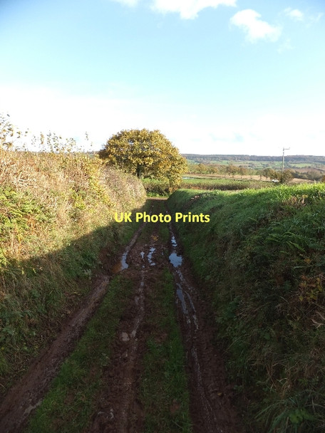 Photo 6"x4" Green lane near Pirzwell Stoford Water c2011