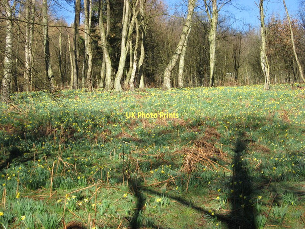 Photo 6"x4" Farndale Daffodils Lowna c2009