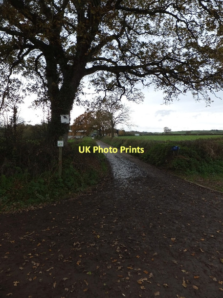 Photo 6"x4" Farm track and bridleway to Nymphayes Down St Mary c2011