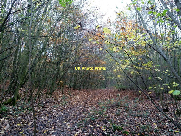Photo 6"x4" Footpath through Bell Ground Hoyland Common c2011