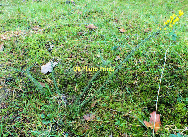 Photo 6"x4" Gorse sapling North Oakley Inclosure c2011