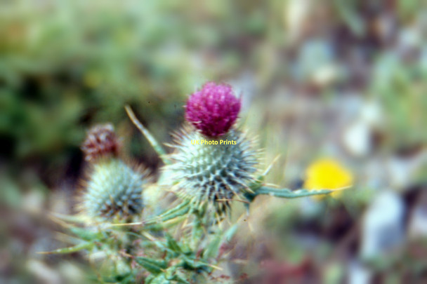 Photo 6"x4" Scottish Thistle - 1987 Dubh Choille c1987
