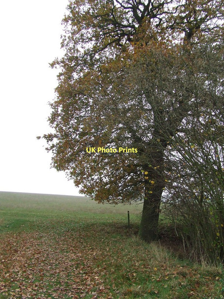 Photo 6"x4" Tree And Footpath Stanstead c2011