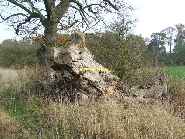 Photo 6"x4" Old Dead Tree Stanstead c2011