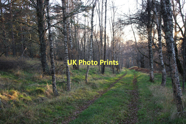Photo 6"x4" Track to Braemoray Lodge Ferness c2011