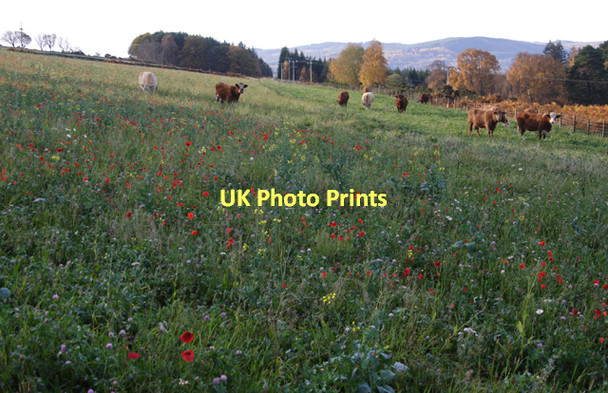 Photo 6"x4" Spring flowers in autumn at Bishop Kinkell Bishop Kinkell c2011