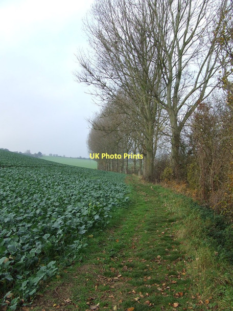 Photo 6"x4" Path And Trees Stanstead c2011