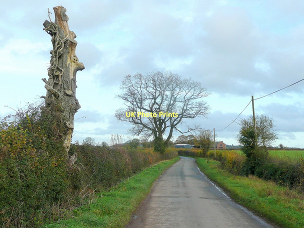 Photo 6"x4" Oak stump by the lane to Bagwyllydiart Cross Llyde c2011