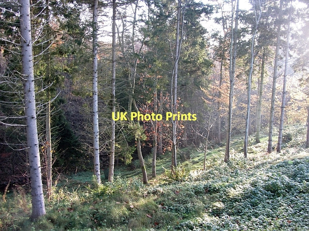 Photo 6"x4" Woodland, Oxnam Oxnam c2011