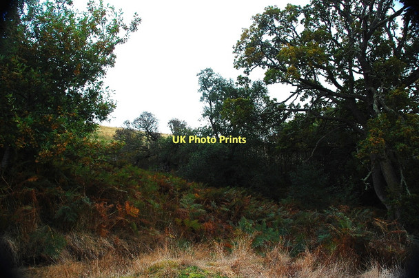 Photo 6"x4" Woodland above Morlich Lodge Kinnauld c2011