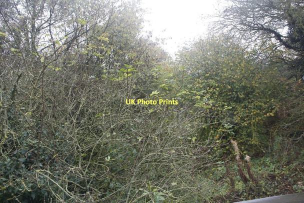 Photo 6"x4" Top of the trees Hampstead Norreys c2011