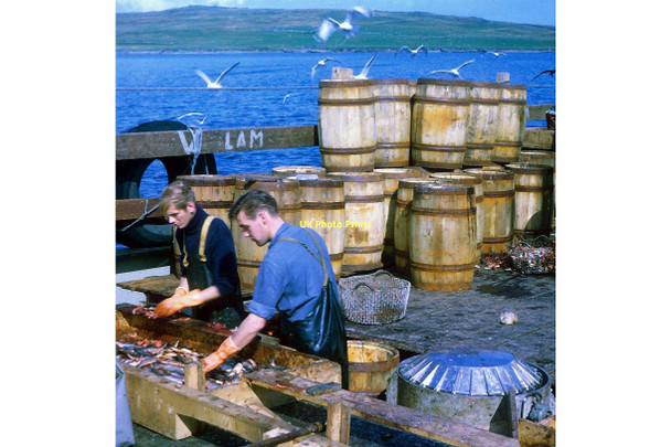 Photo 6"x4" Norwegian klondykers curing herring in Bressay Sound Lerwick c1967