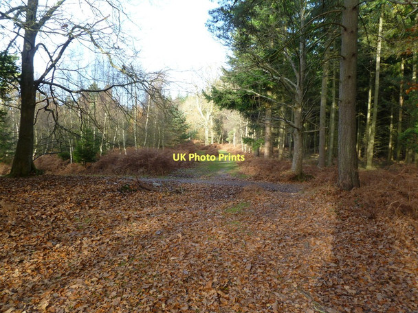 Photo 6"x4" Anderwood Inclosure, track junction Burley Lawn c2011