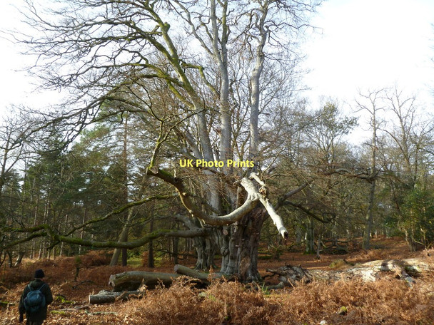 Photo 6"x4" Mark Ash Wood, beech tree Burley Lawn c2011