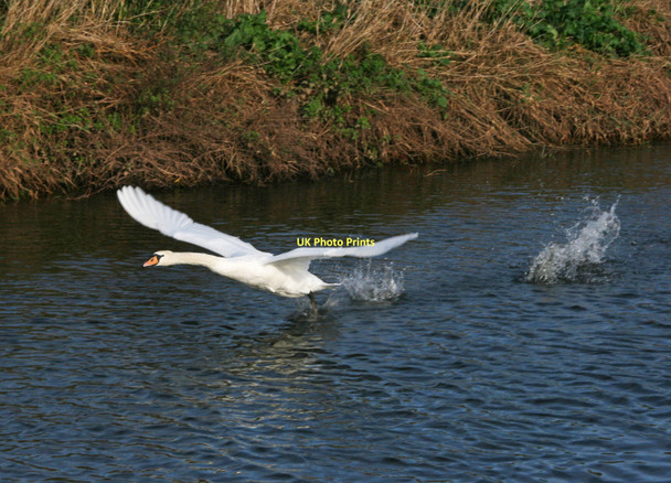 Photo 6"x4" Swan on Curry Moor Lyng\/ST3228 c2011