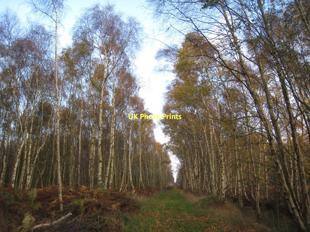 Photo 6"x4" Track through the birch trees Moorends c2011