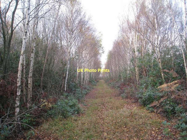 Photo 6"x4" Track through the birch trees (3) Moorends c2011