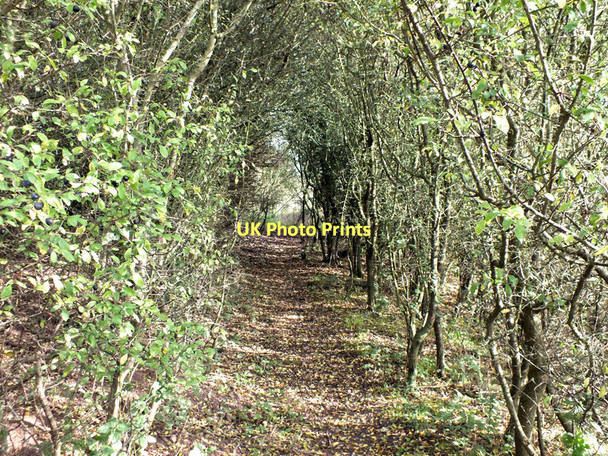 Photo 6"x4" Blackthorn tunnel Broad Chalke c2011
