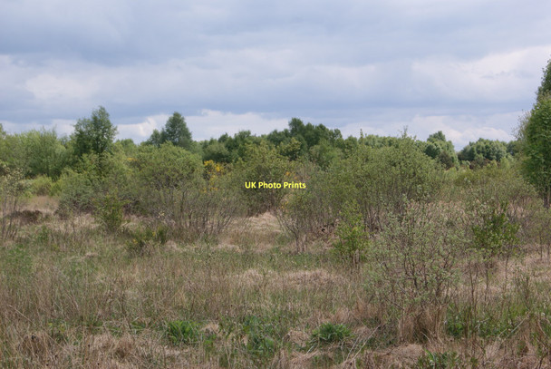 Photo 6"x4" Irish Peatland Conservation Council reserve at Lullymore Derrinturn c2010