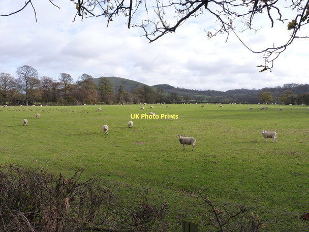 Photo 6"x4" Sheep grazing fields below The Lawley Comley\/SO4896 c2011