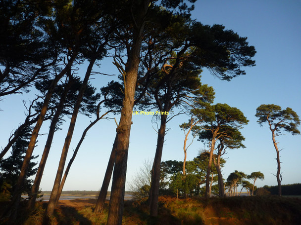 Photo 6"x4" Coastal East Lothian : The Hedderwick Pines West Barns c2011