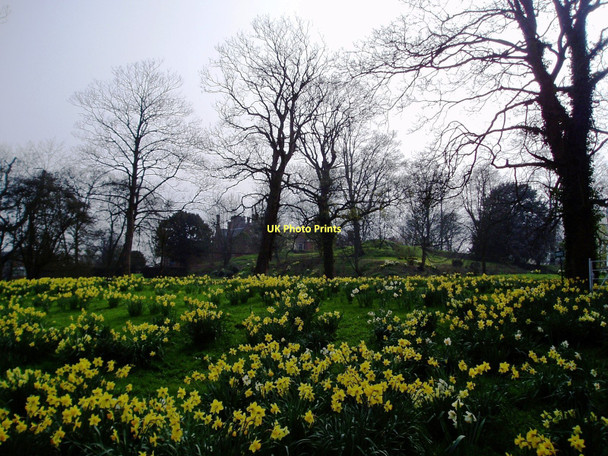 Photo 6"x4" Daffodils at Kirtling Towers Kirtling c2011