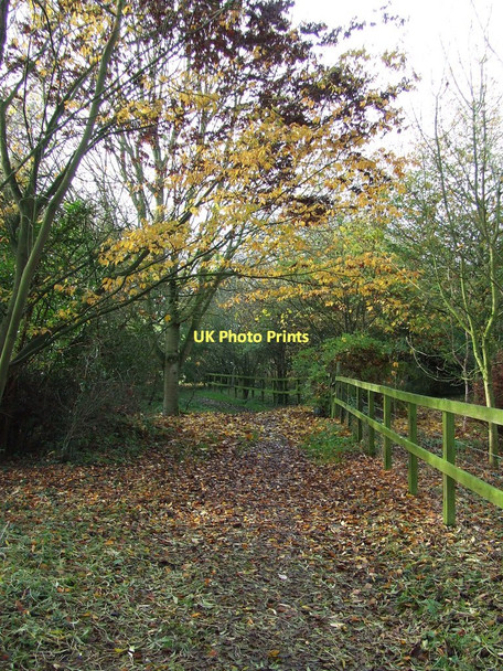 Photo 6"x4" Leaf Covered Footpath Brinkley\/TL6254 c2011