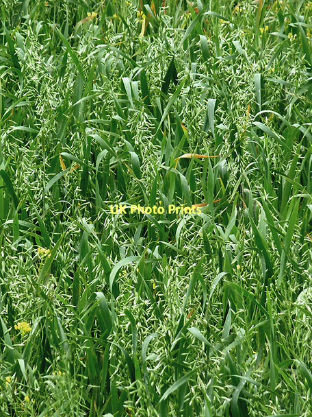 Photo 6"x4" Oat crop by Cors Caron, Ceredigion Swyddffynnon c2010