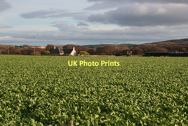 Photo 6"x4" Little Kildrummie Moss-side\/NH8555 c2011