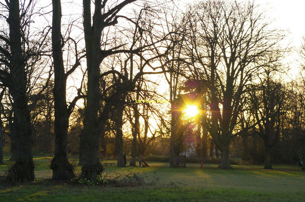 Photo 6"x4" Morden Hall Park, November afternoon Morden\/TQ2568 c2011